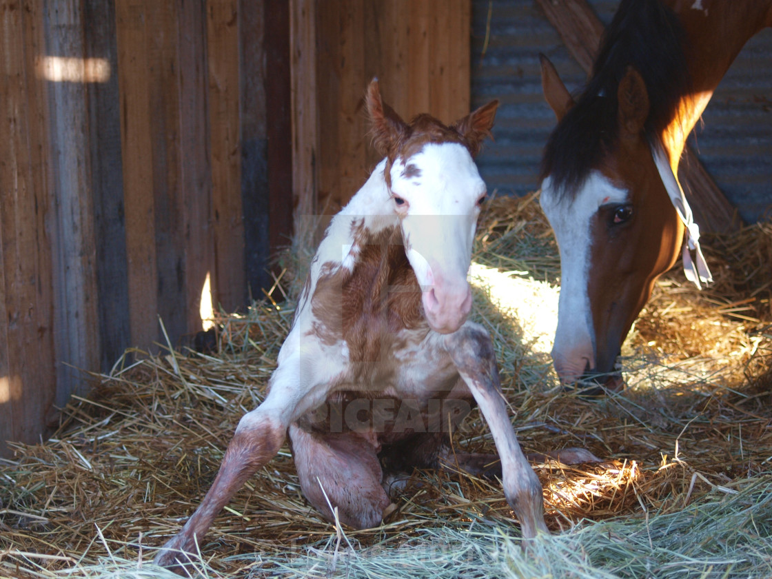 "New Born Foal" stock image