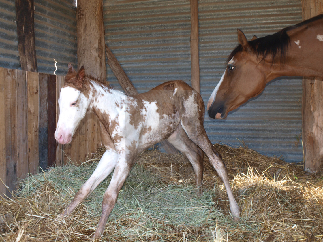 "New Born Foal" stock image