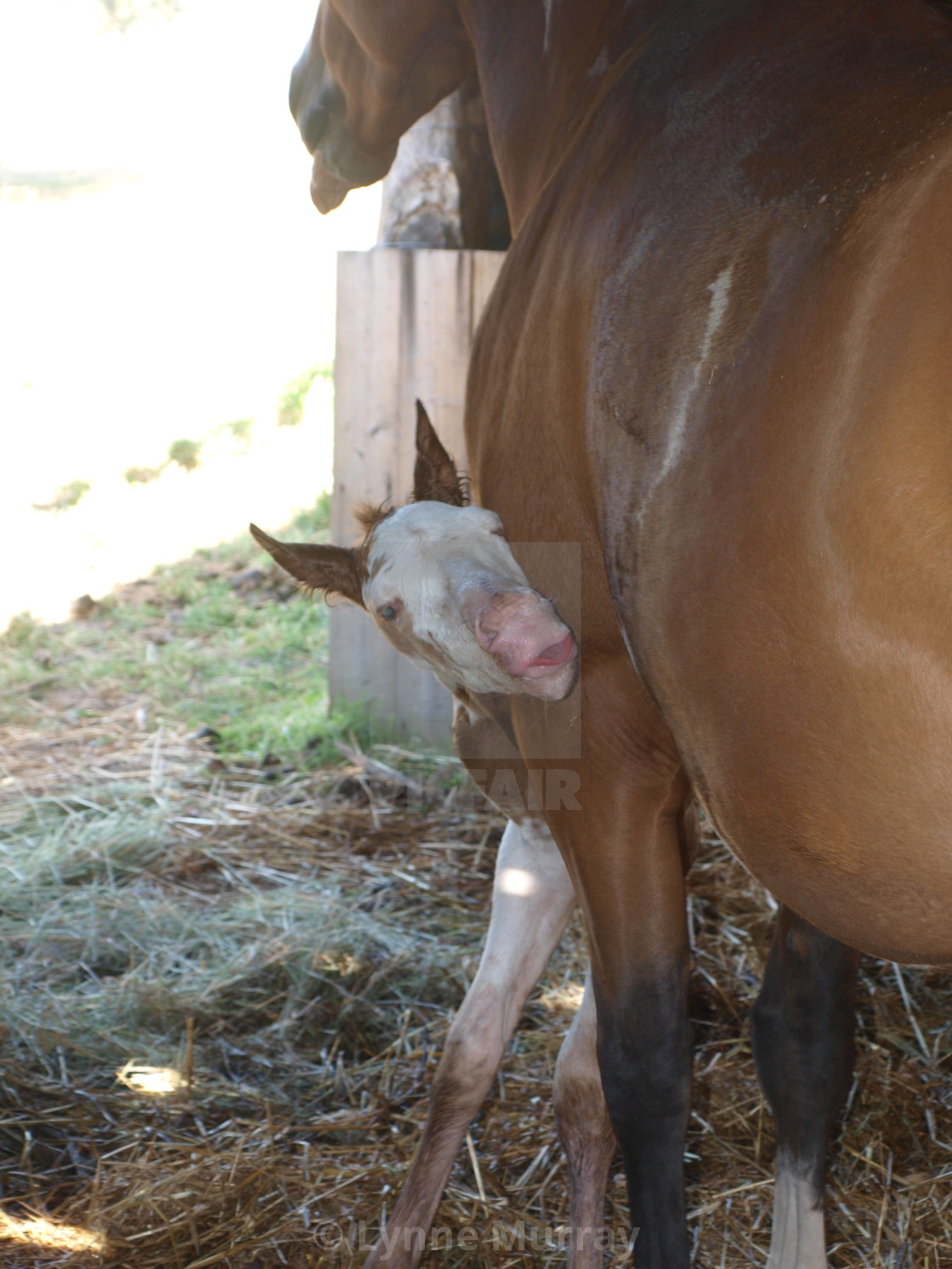 "New Born Foal" stock image