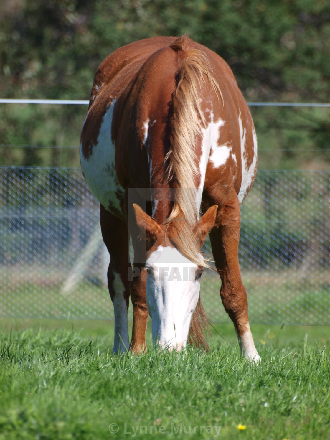 "Ladies in Waiting - Pregnant Horses" stock image