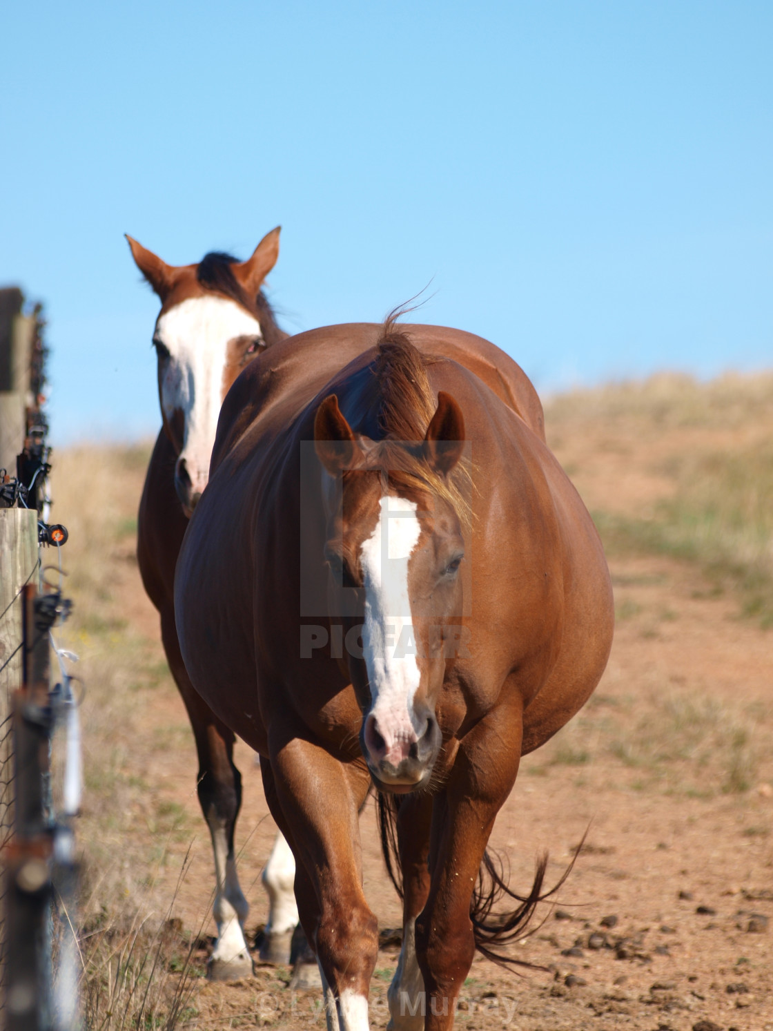 "Ladies in Waiting - Pregnant Horses" stock image