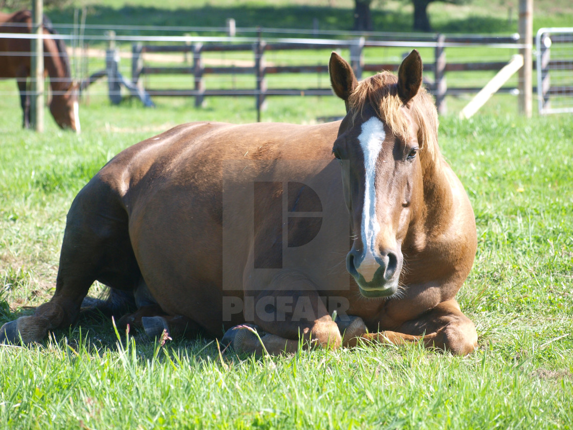 "Ladies in Waiting - Pregnant Horses" stock image