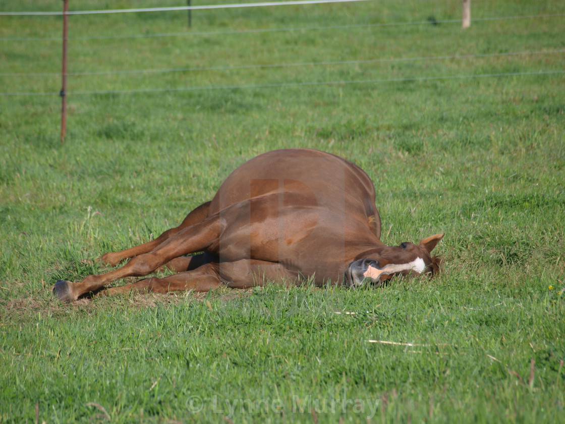 "Ladies in Waiting - Pregnant Horses" stock image