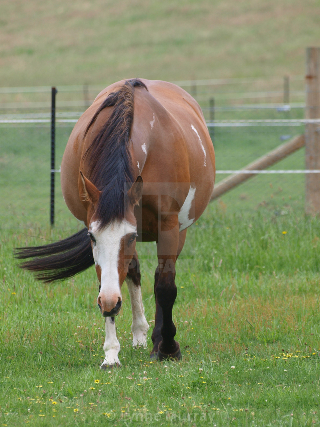 "Ladies in Waiting - Pregnant Horses" stock image