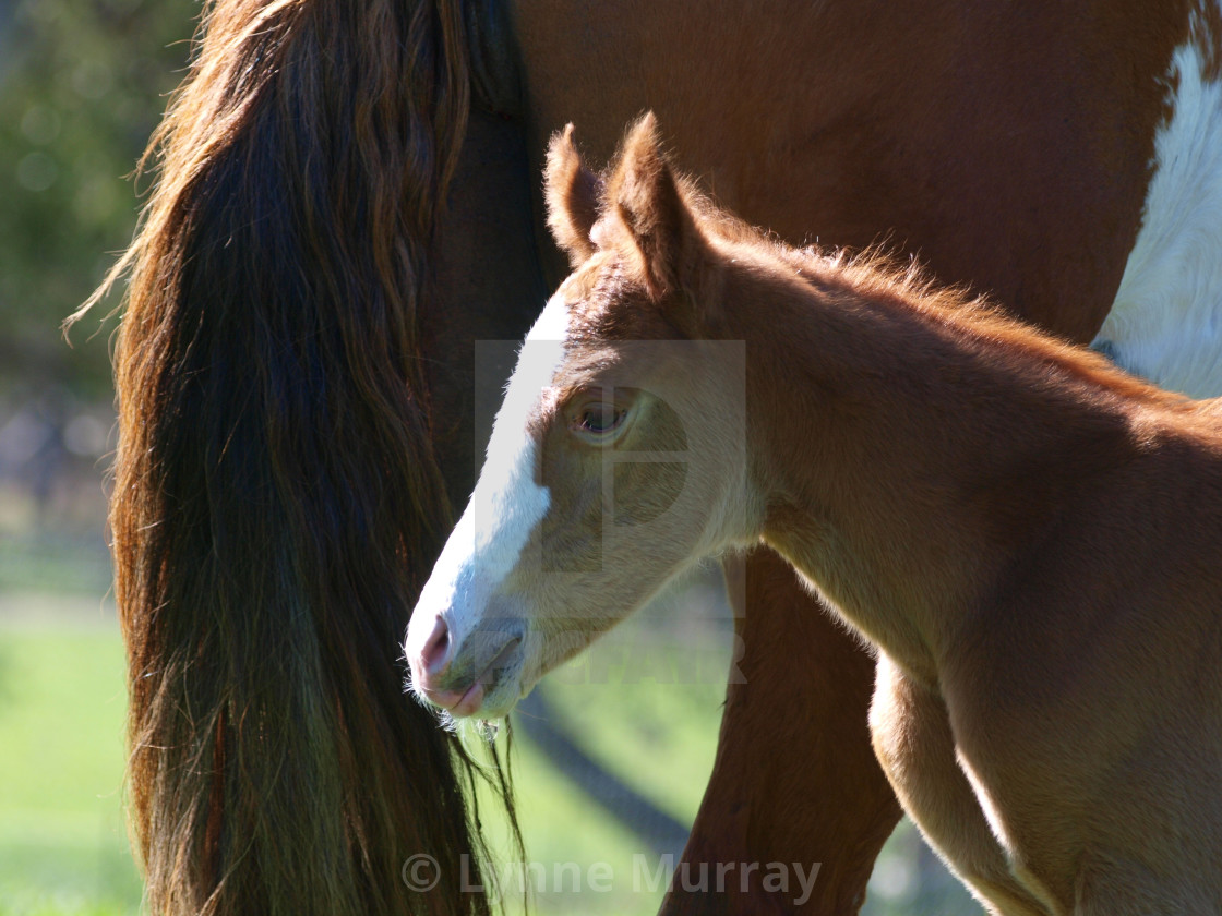 "Horses Mares and Foals" stock image