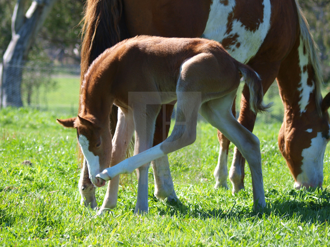 "Horses Mares and Foals" stock image