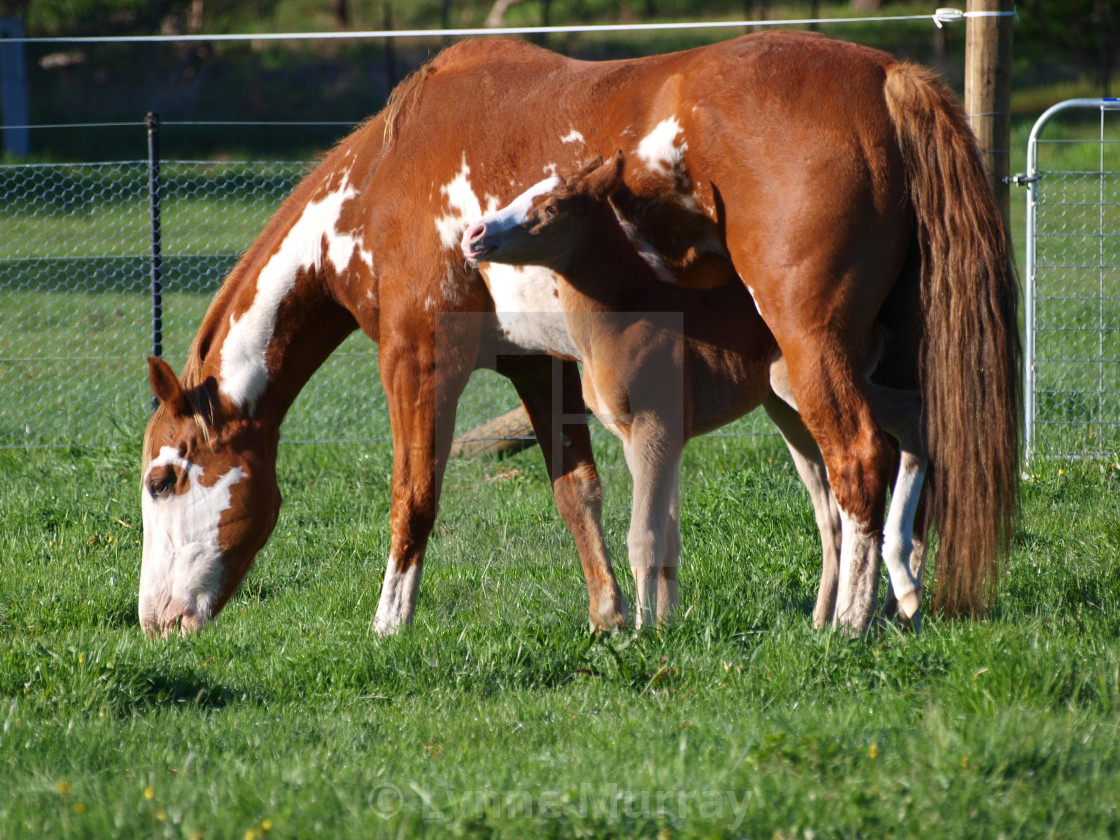 "Horses Mares and Foals" stock image