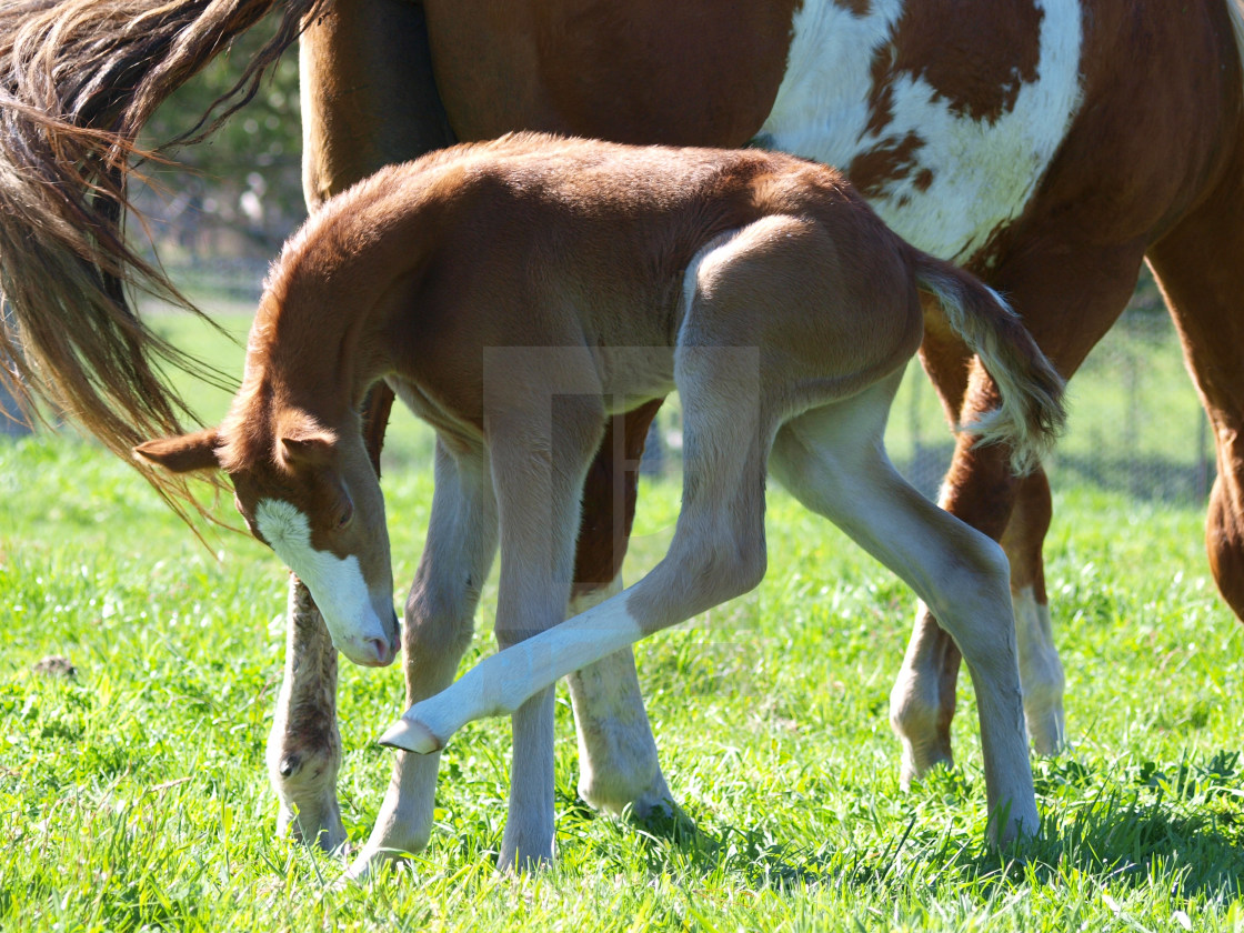 "Horses Mares and Foals" stock image