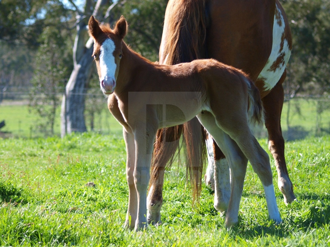 "Horses Mares and Foals" stock image