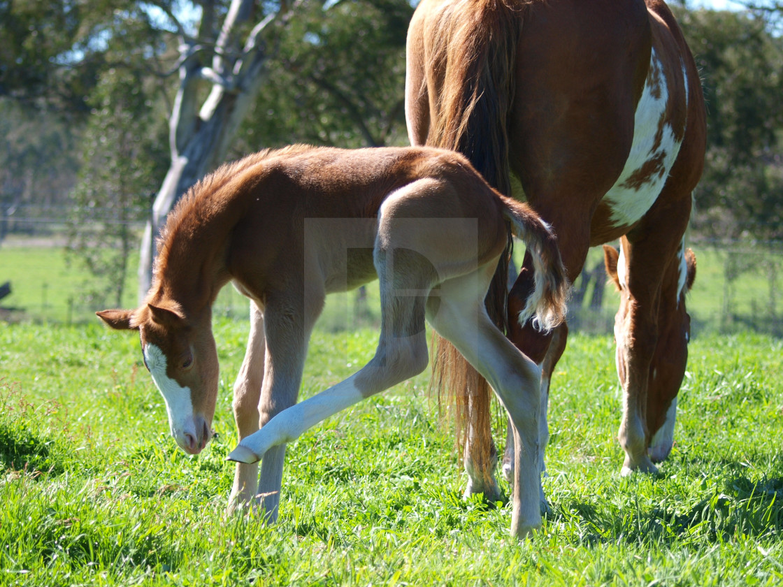 "Horses Mares and Foals" stock image