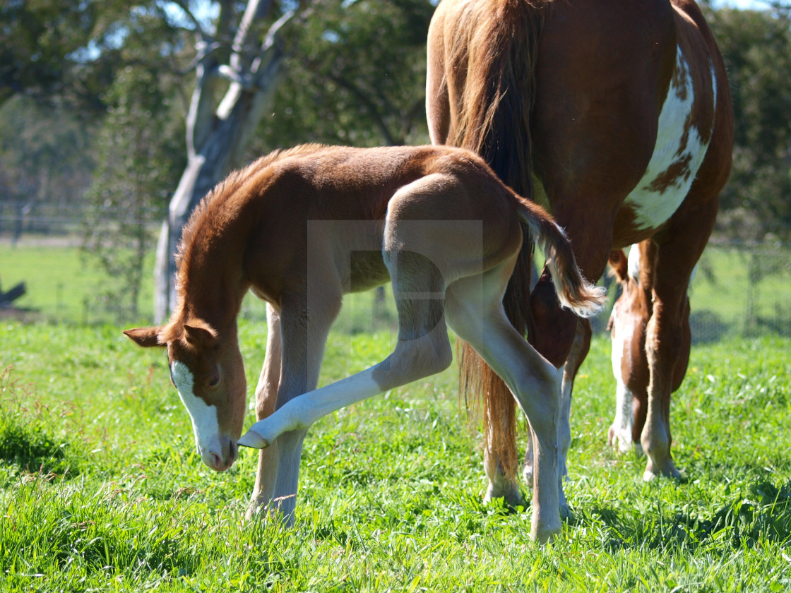 "Horses Mares and Foals" stock image