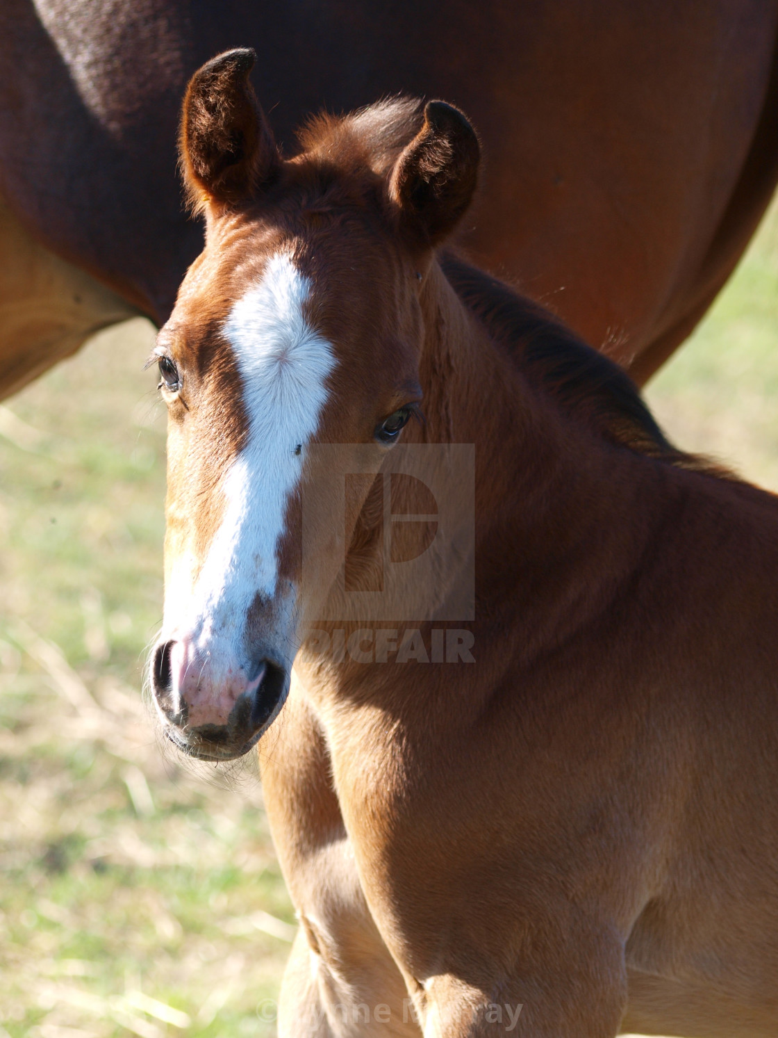 "Horses Mares and Foals" stock image