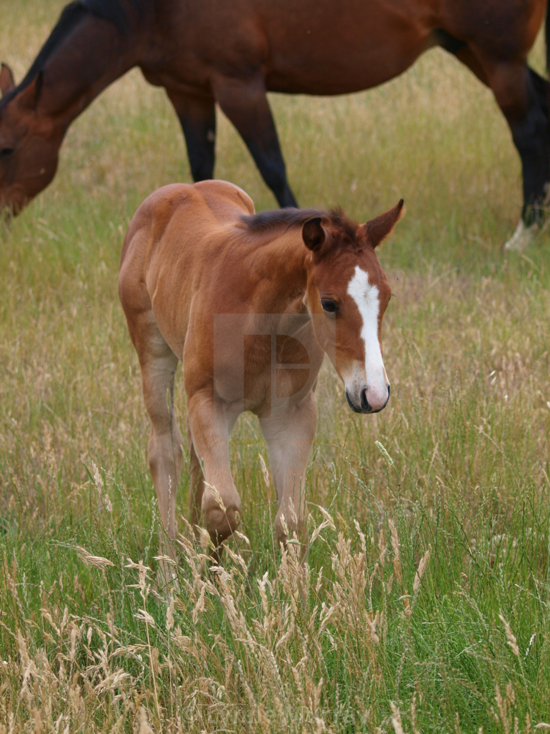 "Horses Mares and Foals" stock image