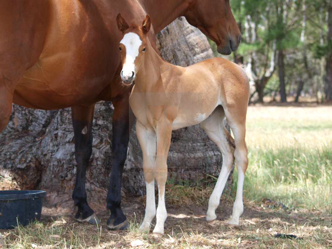 "Horses Mares and Foals" stock image