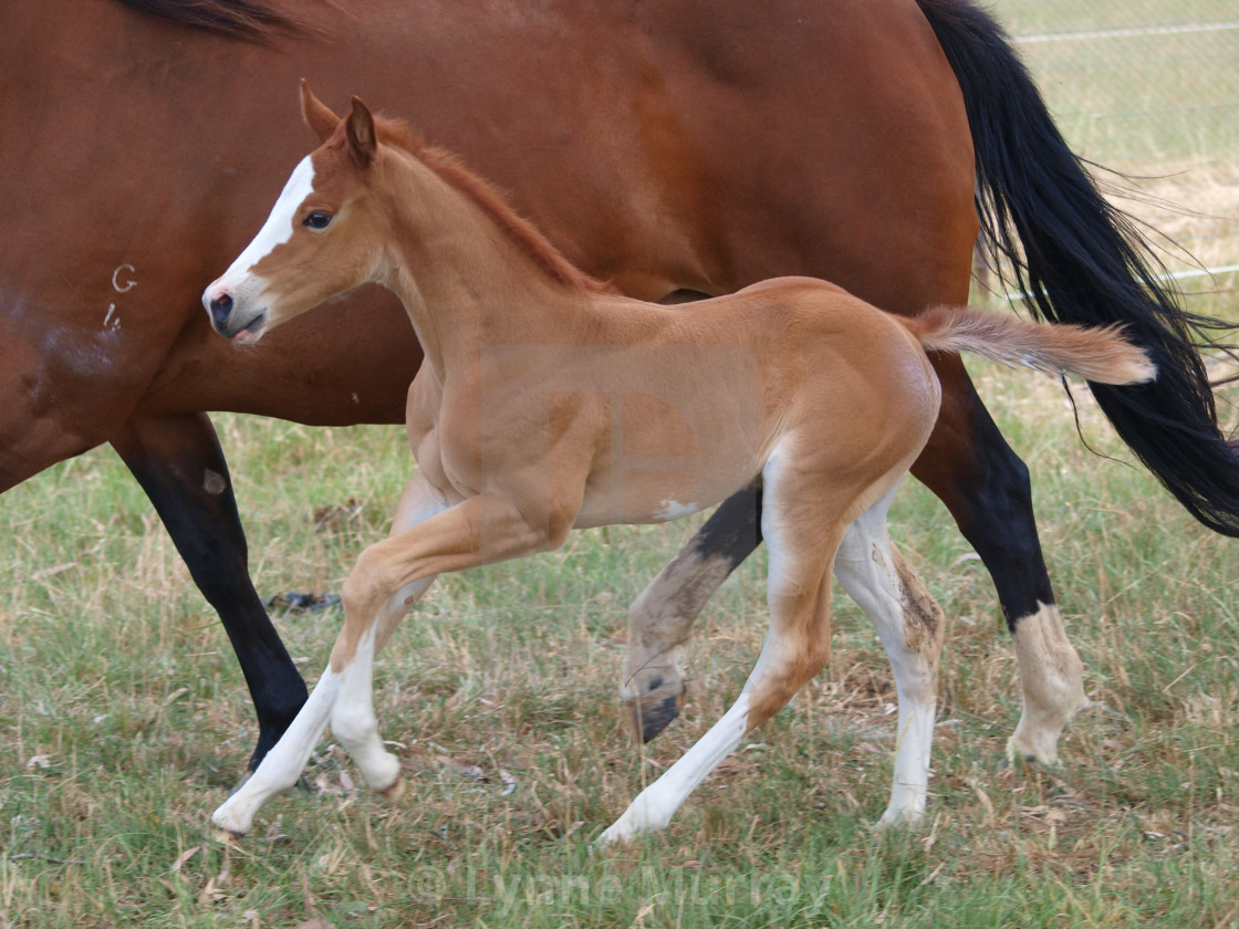 "Horses Mares and Foals" stock image