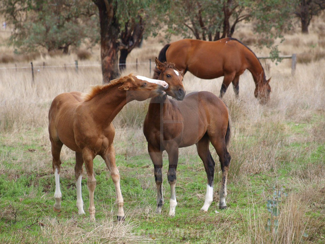 "Horses Mares and Foals" stock image