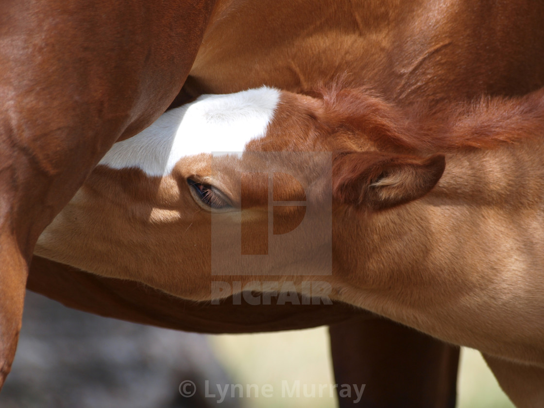 "Horses Mares and Foals" stock image