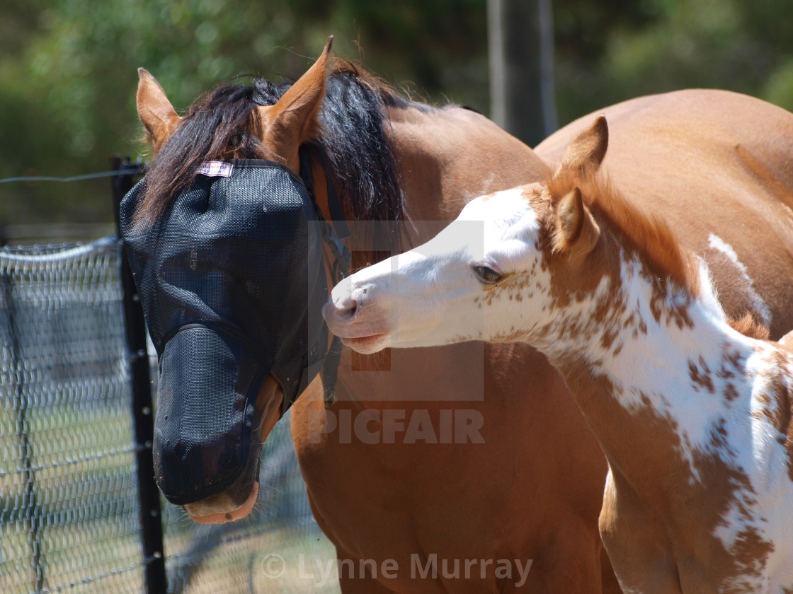 "Horses Mares and Foals" stock image