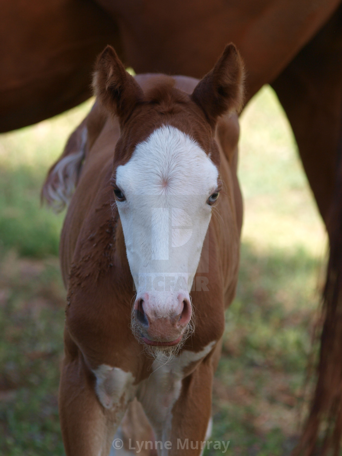 "Horses Mares and Foals" stock image