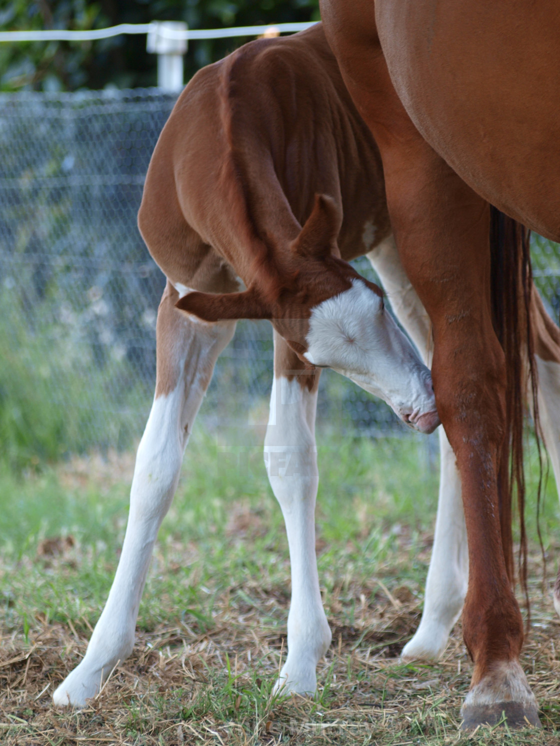 "Horses Mares and Foals" stock image