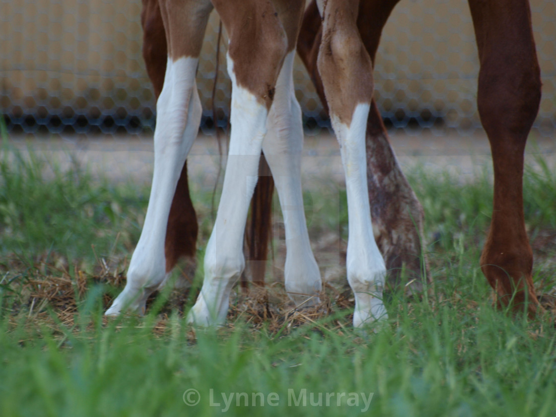 "Horses Mares and Foals" stock image