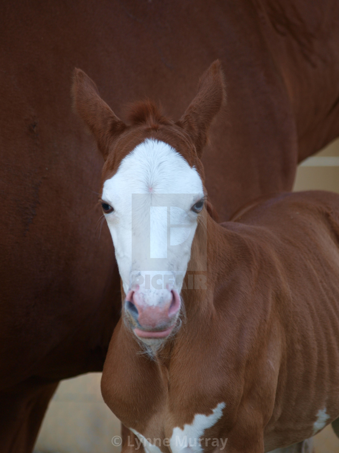 "Horses Mares and Foals" stock image