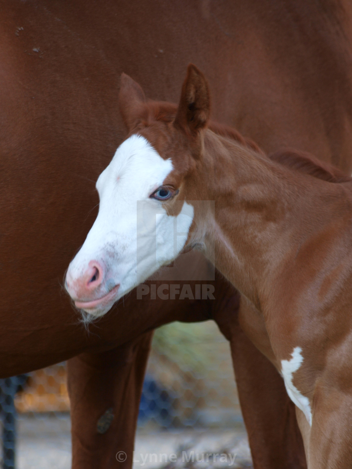 "Horses Mares and Foals" stock image