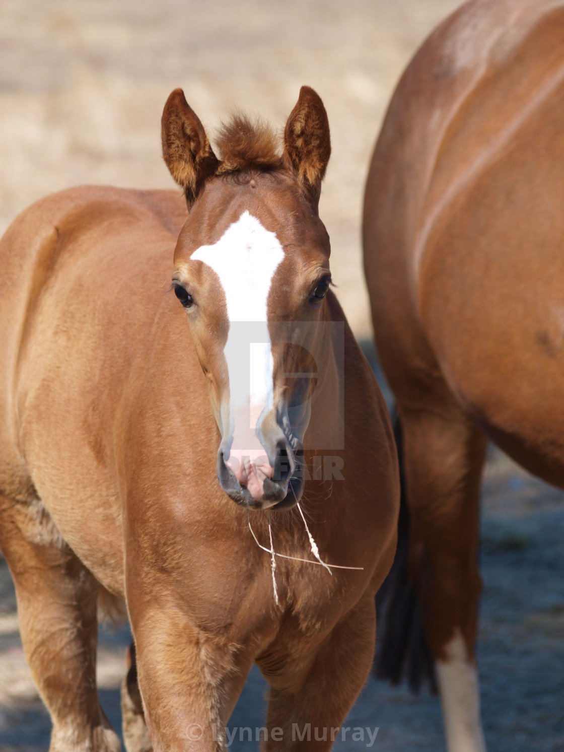 "Horses Mares and Foals" stock image