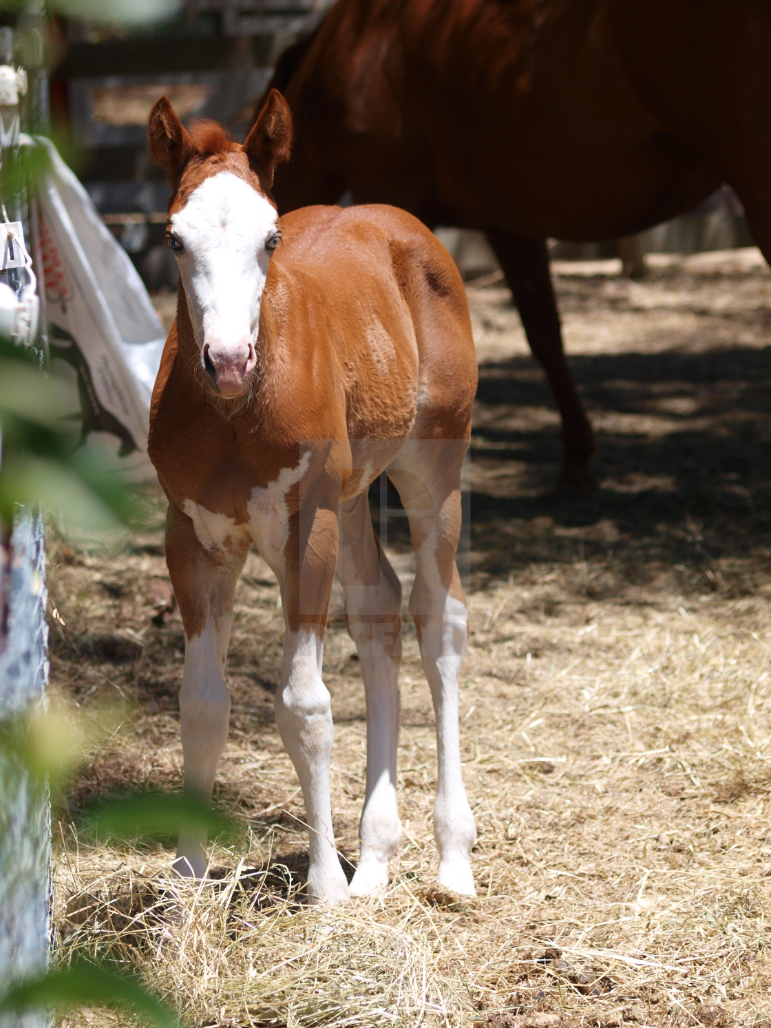 "Horses Mares and Foals" stock image