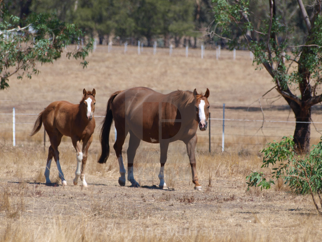 "Horses Mares and Foals" stock image