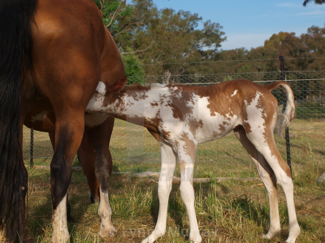 "Horses Mares and Foals" stock image