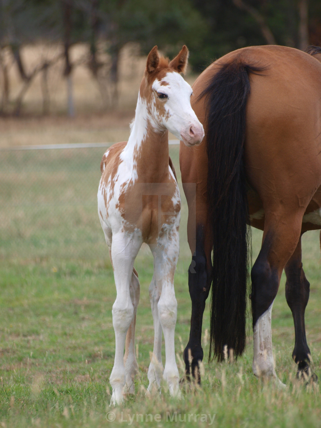 "Horses Mares and Foals" stock image