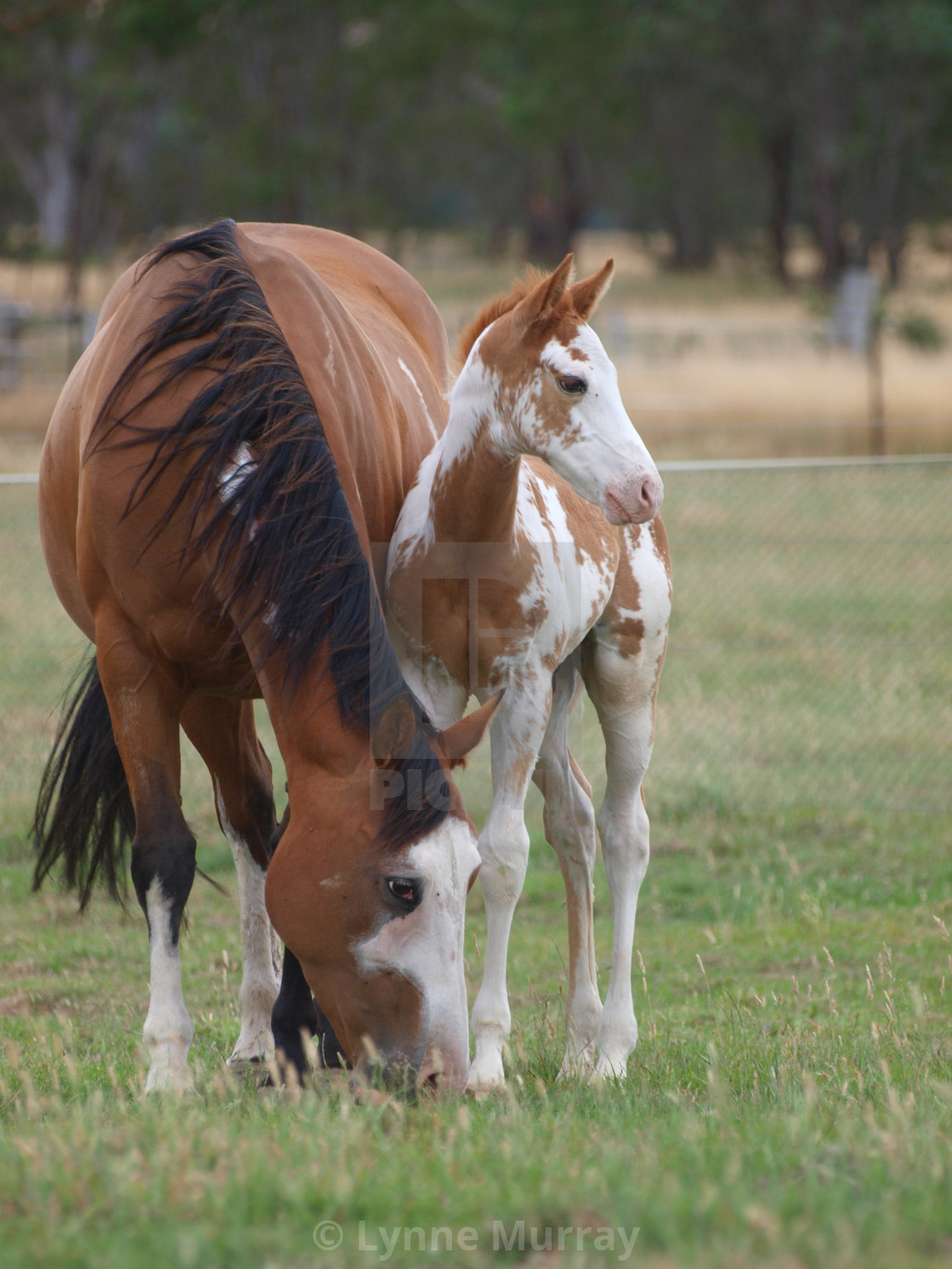 "Horses Mares and Foals" stock image