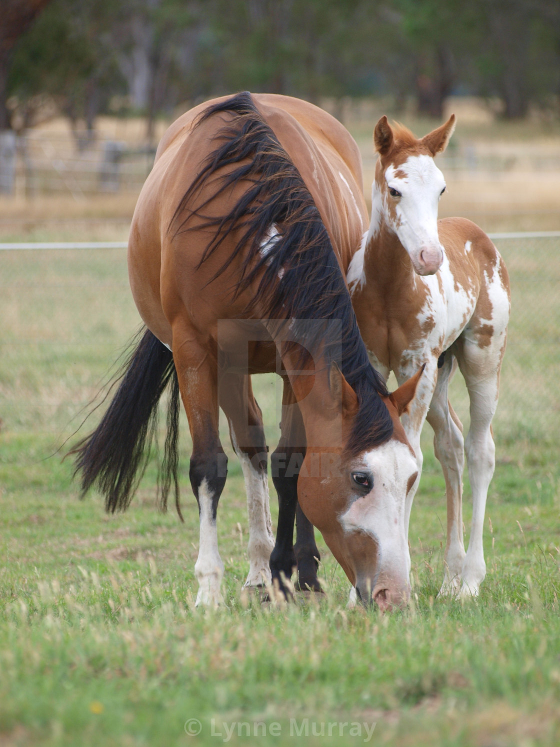 "Horses Mares and Foals" stock image