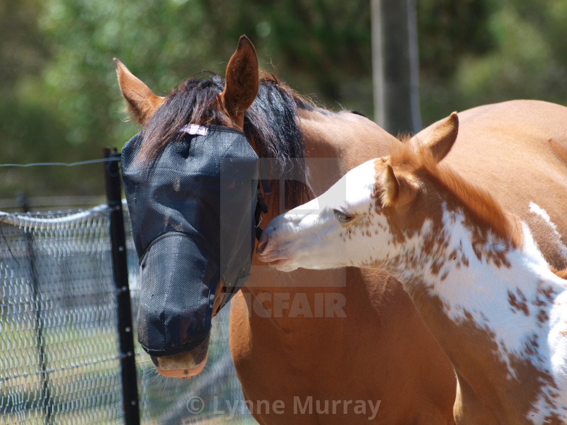 "Horses Mares and Foals" stock image