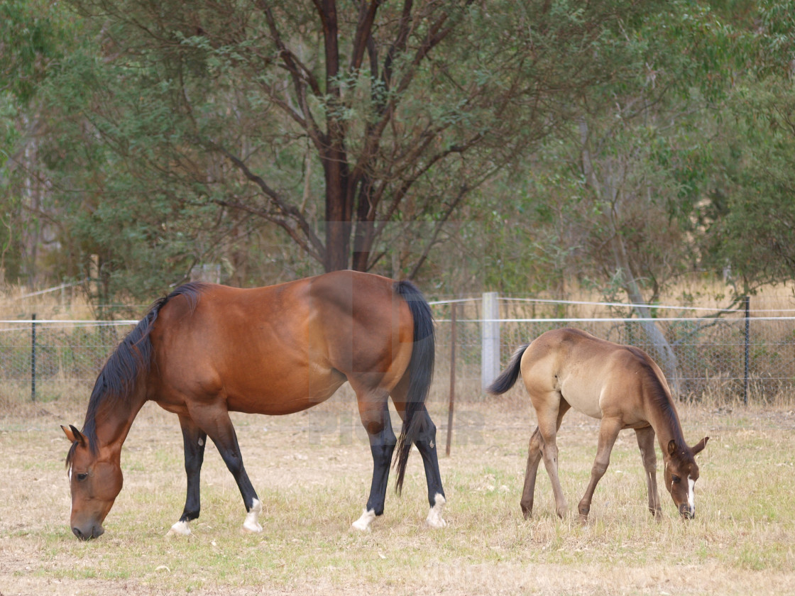 "Horses Mares and Foals" stock image