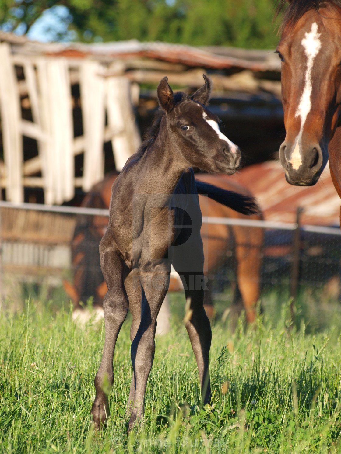 "Horses Mares and Foals" stock image