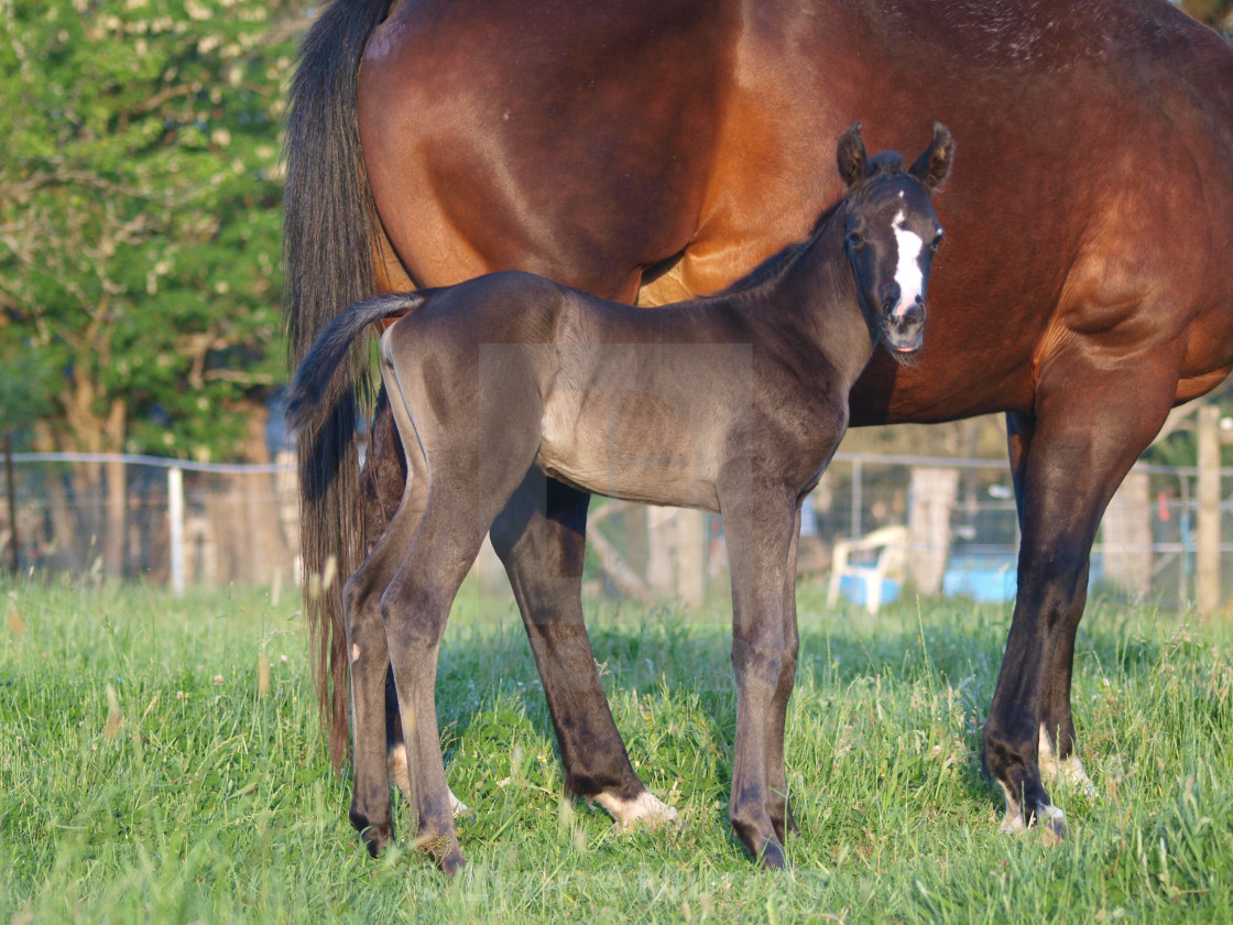 "Horses Mares and Foals" stock image