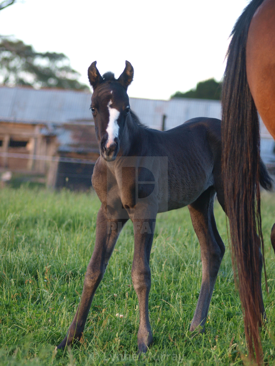 "Horses Mares and Foals" stock image