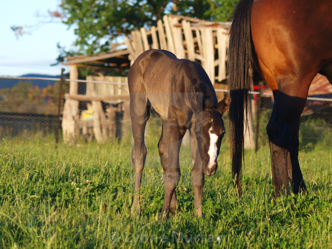 "Horses Mares and Foals" stock image