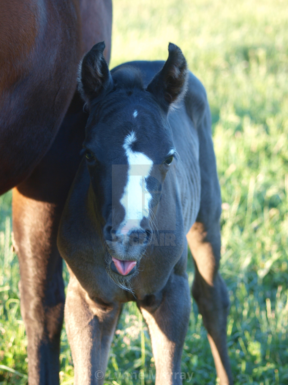 "Horses Mares and Foals" stock image