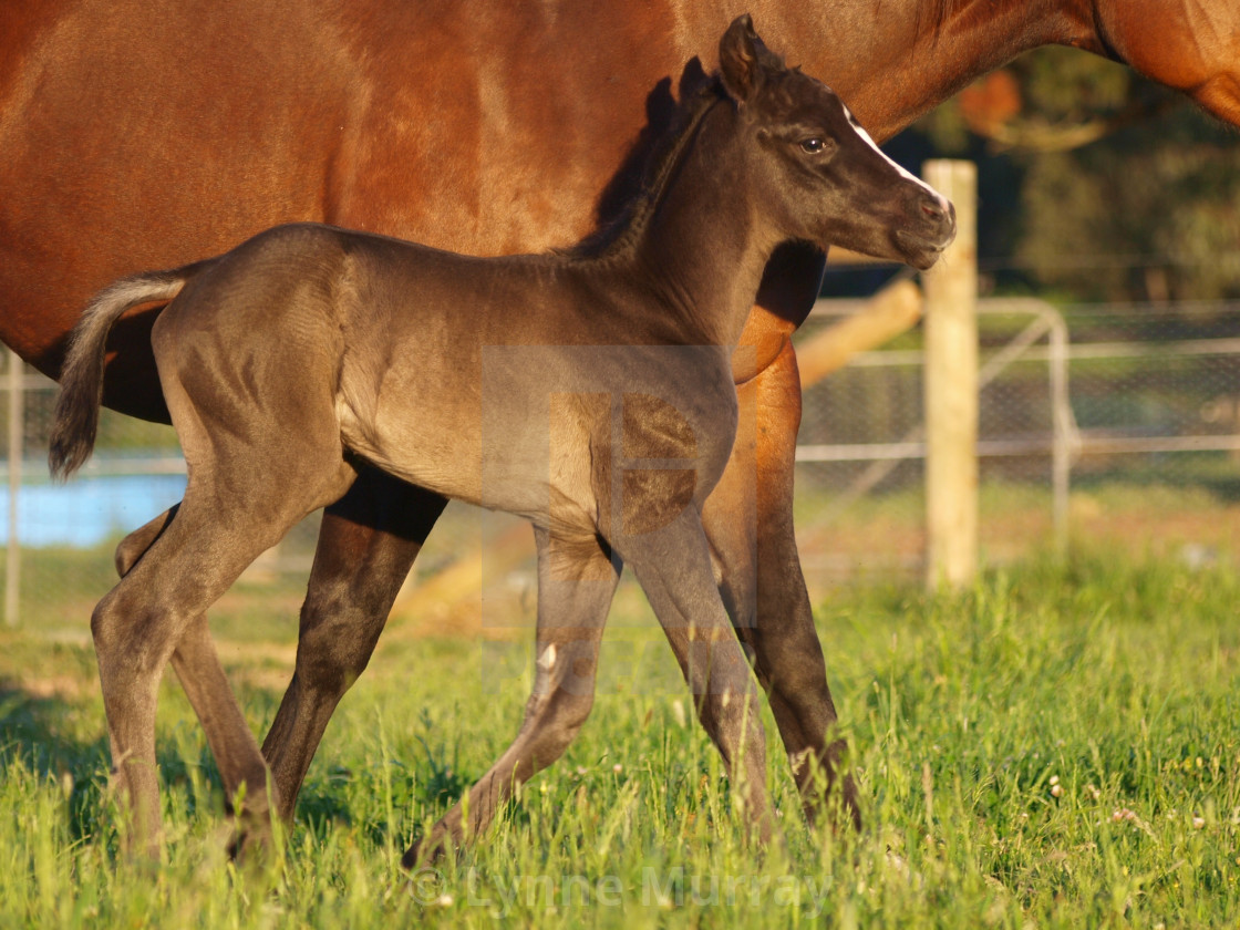 "Horses Mares and Foals" stock image