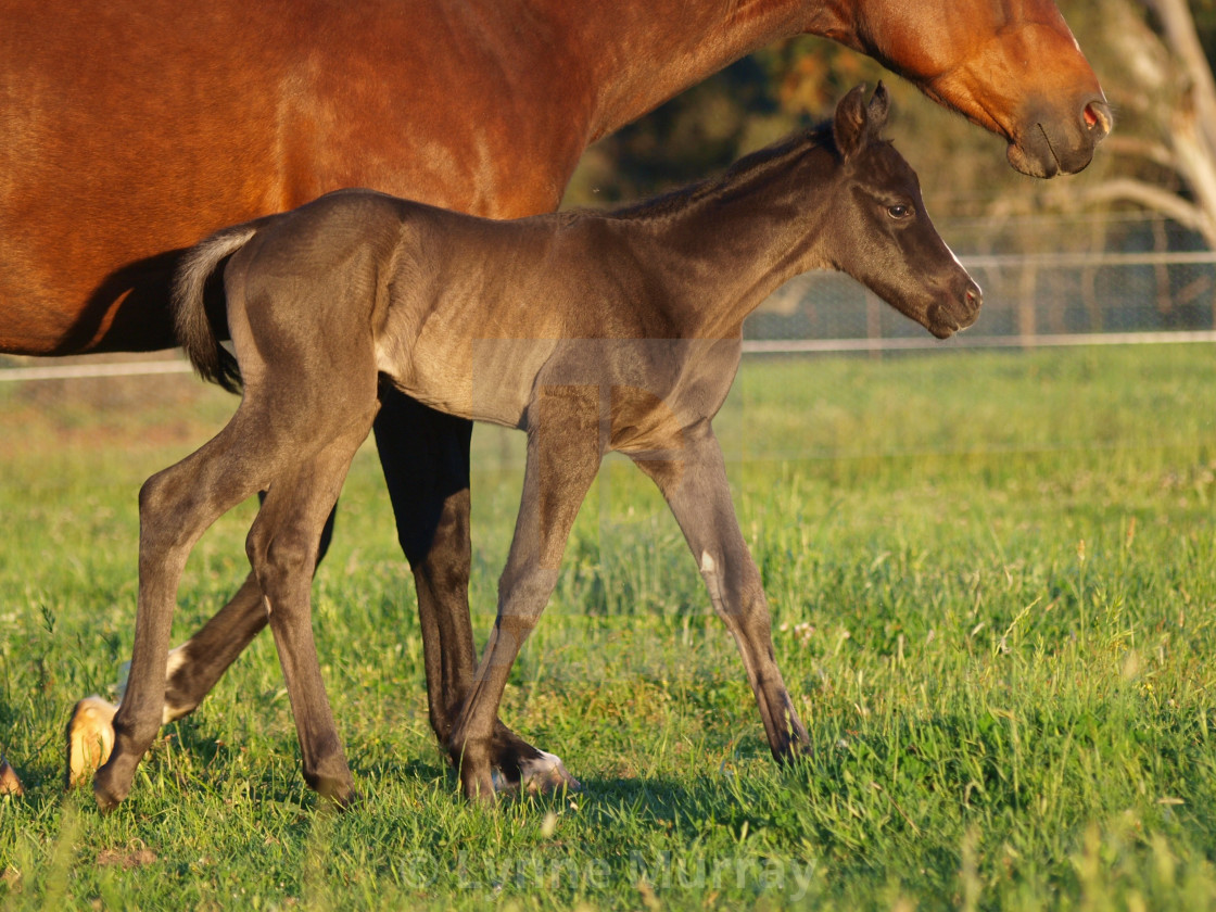 "Horses Mares and Foals" stock image