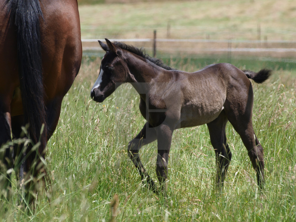 "Horses Mares and Foals" stock image