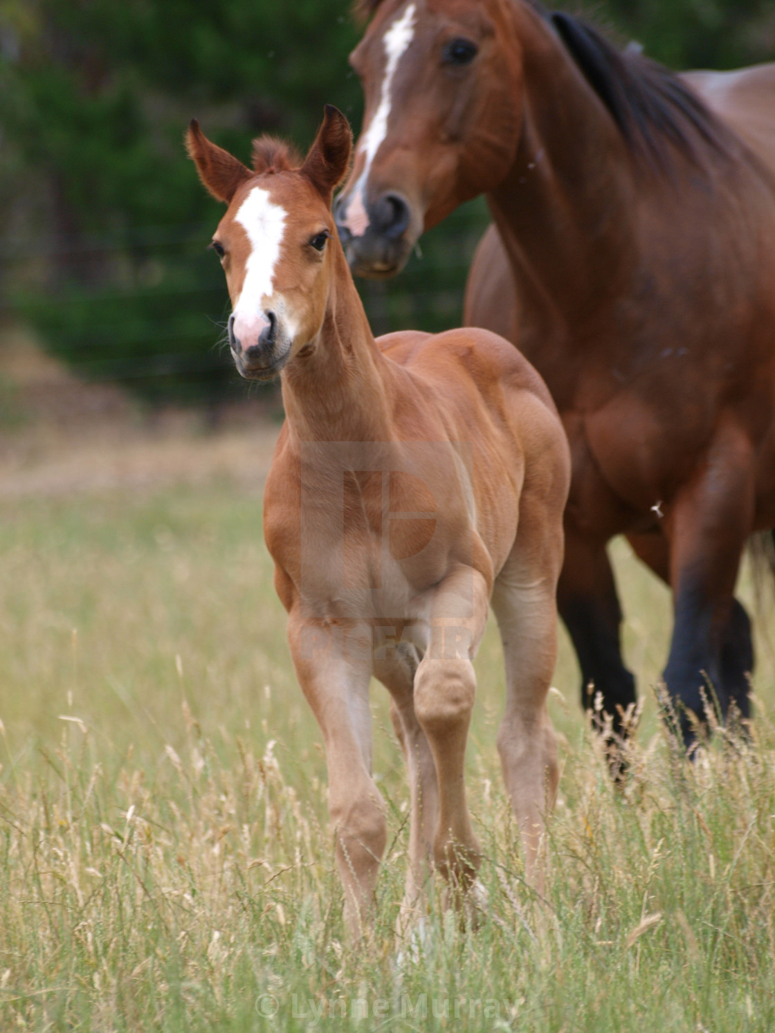 "Horses Mares and Foals" stock image