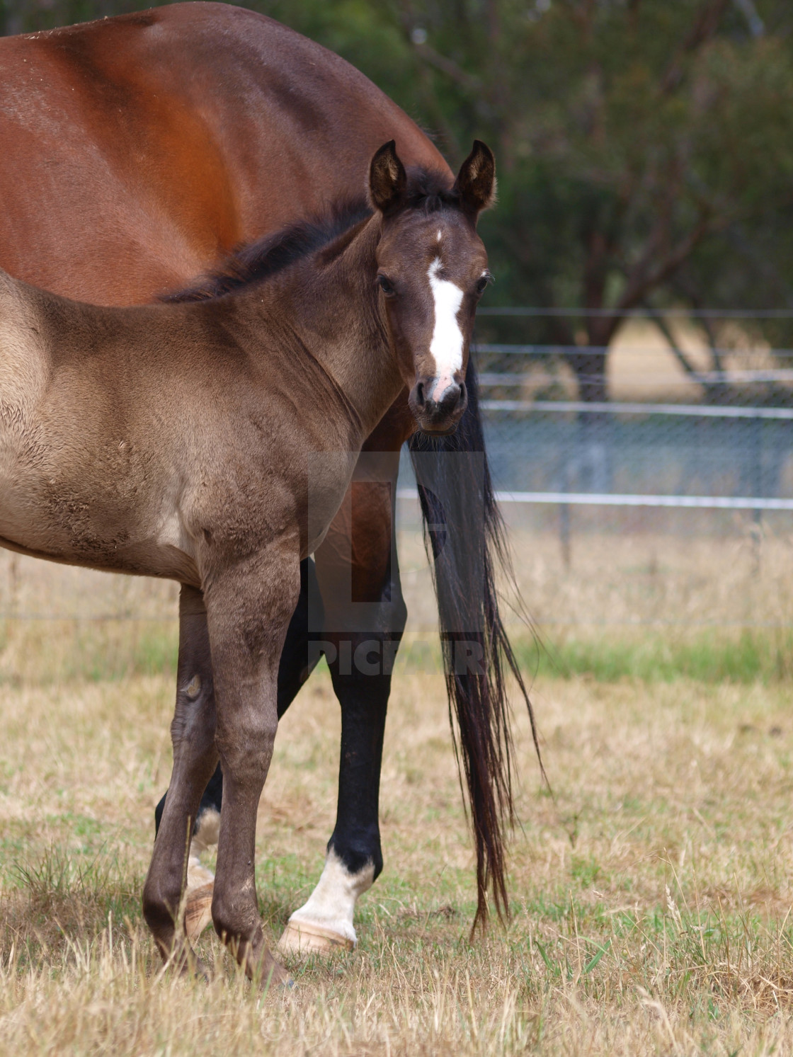 "Horses Mares and Foals" stock image