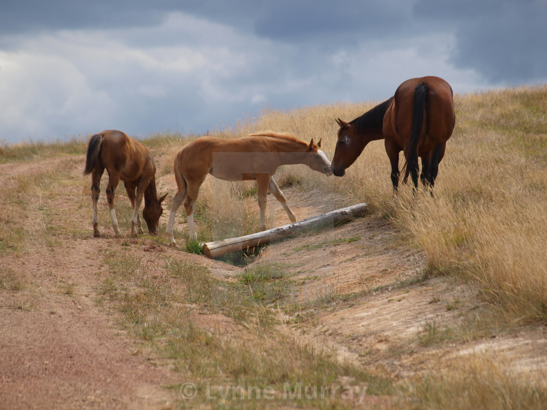 "Horses Mares and Foals" stock image