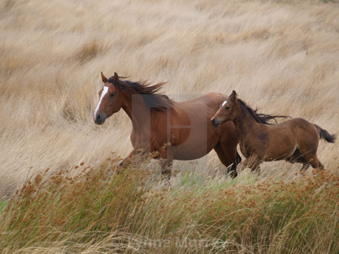 "Horses Mares and Foals" stock image