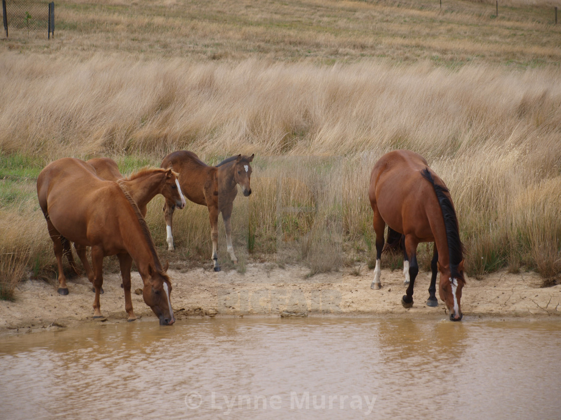 "Horses Mares and Foals" stock image