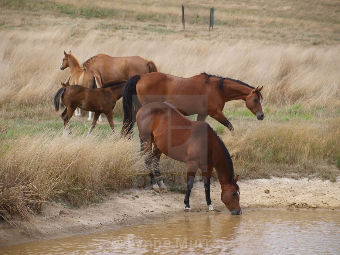 "Horses Mares and Foals" stock image